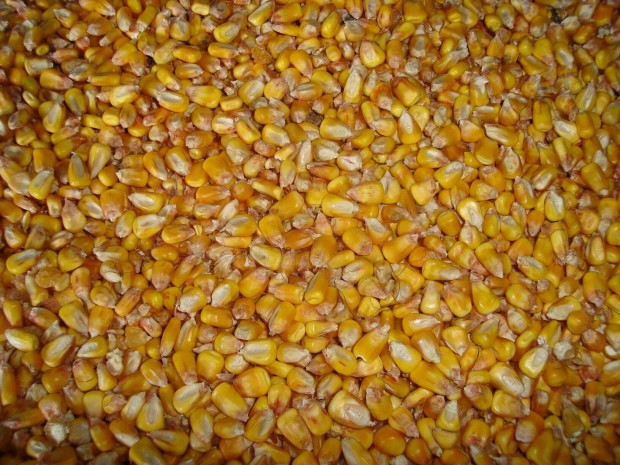 Kzzel morzsolt kukorica elad Ppa mellett
