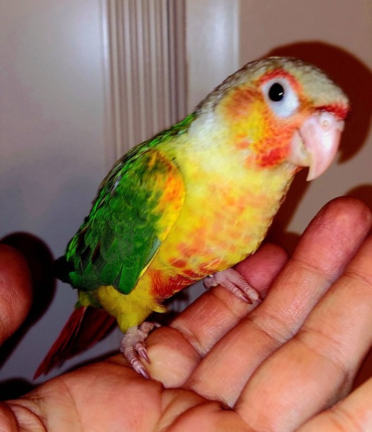 Kzzelnevelt pyrrhura papagj 