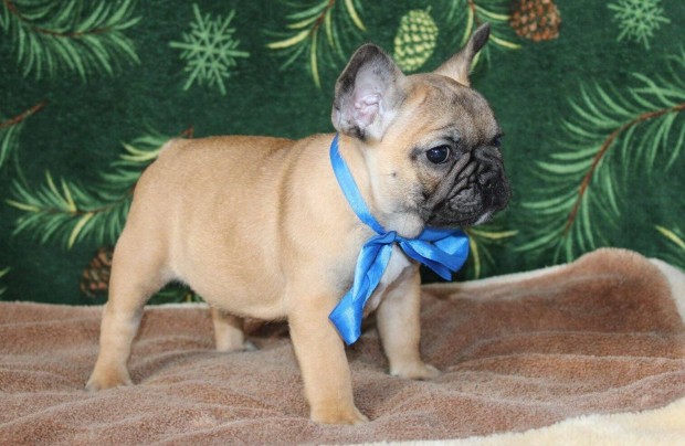 Ki�ll�t�si show min�s�g� francia bulldog kiskuty�k Dominator Bulls K