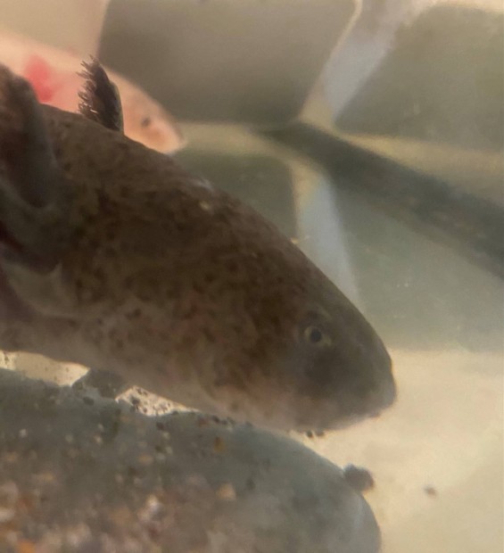 Kifejlett mexiki axolotl elad