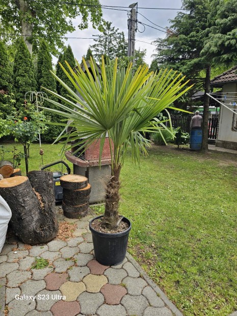 Knai kender plma kb 60cm trzs