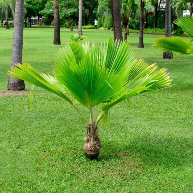 Knai kenderplma (Trachycarpus fortunei) elad