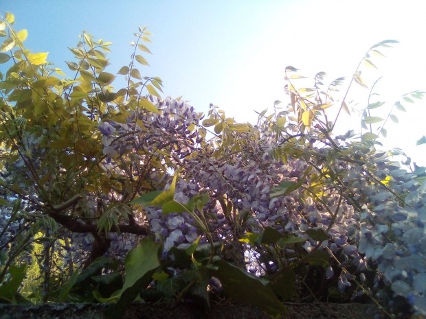 Knai lila akc (kk akc) - (Wisteria sinensis) kontnerben elad