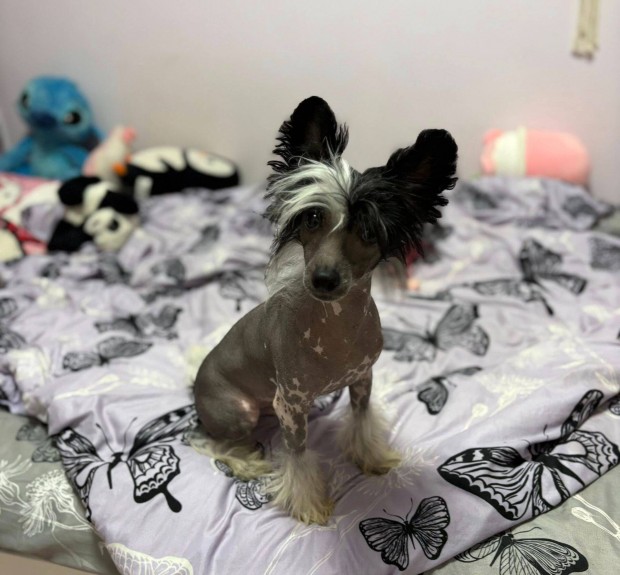 K�nai meztelen th kiskutya