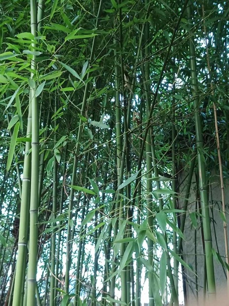Knai ris bambusz elad