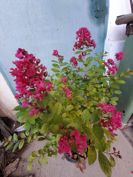 Knai selyemmirtusz (lagerstroemia)