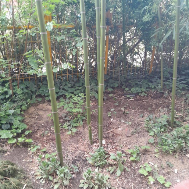 Knai zld bambusz