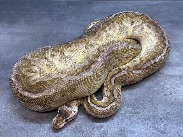 Királypiton - 2019 Super Pastel Cinnamon nőstény