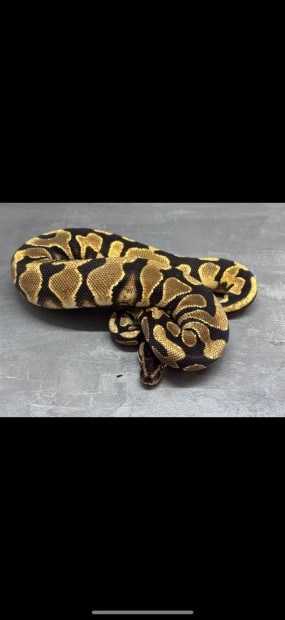 Királypiton - 2023 Orange Dream YB Het Clown 50% Het Pied hím