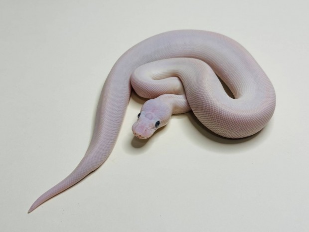 Királypiton - 2025 Blue Eyed Leucistic (Mojave Lesser) hím