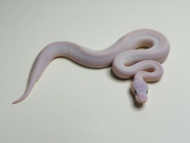Királypiton - 2025 Blue Eyed Leucistic (Mojave Lesser) hím