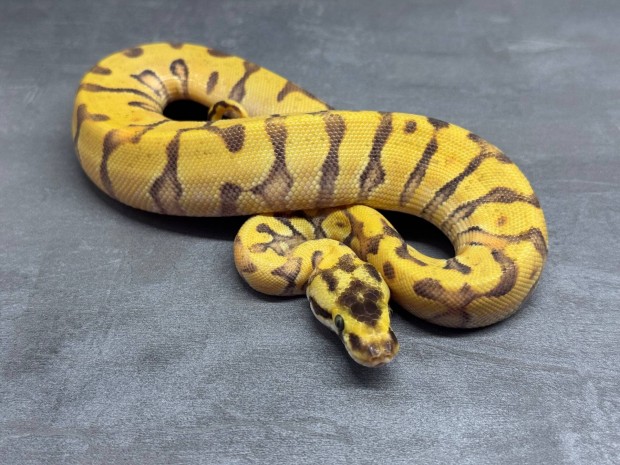 Királypiton - 2025 Pastel Super Enchi HGW Asphalt/YB nőstény