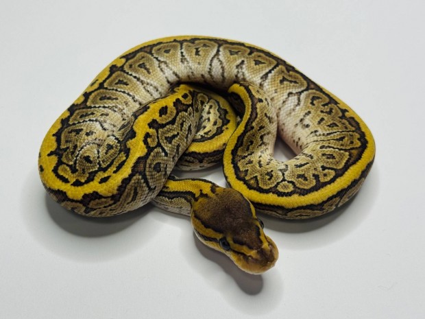Királypiton - 2025 Pinstripe Mojave Het. Clown nőstény
