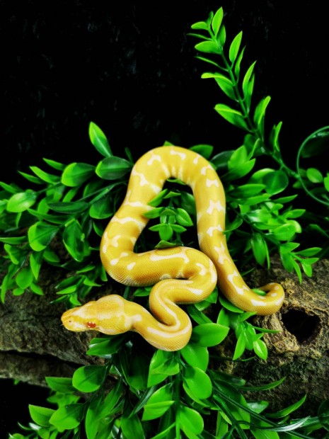 Királypiton eladó - Enchi Albino - terrárium, akvárium, kígyó, boa