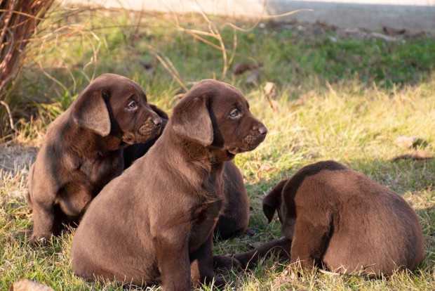 Kis csoki labrador /labradorok Gynyrek!