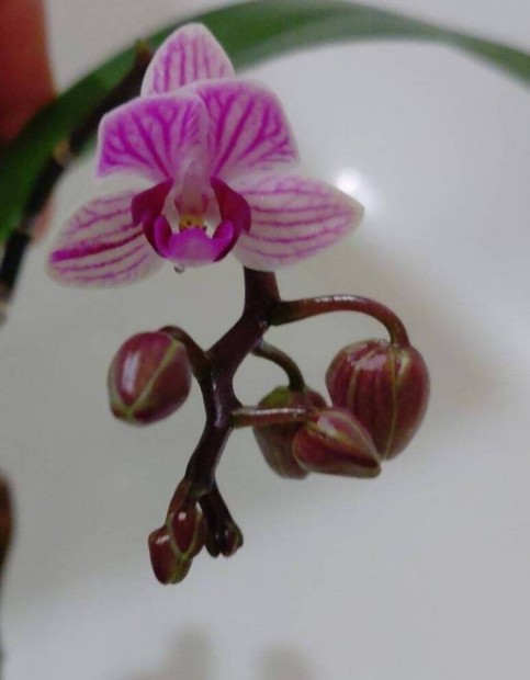 Kis rzsaszn cskos virg orchidea