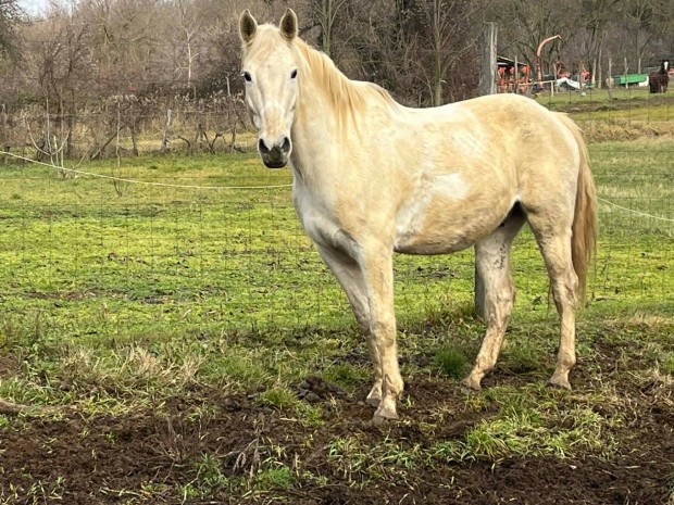 Kisb�ri F�lv�r Her�lt elad�