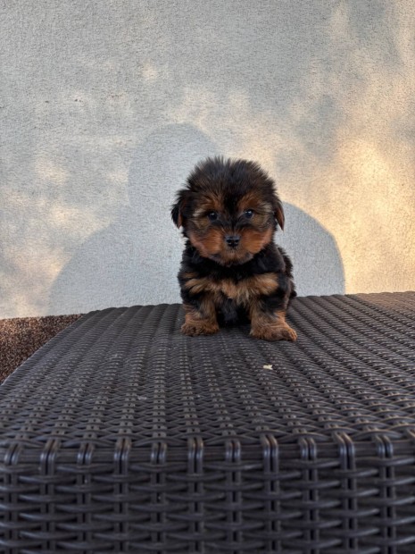 Kisfi yorkshire terrier yorki fajtatiszta jelleg