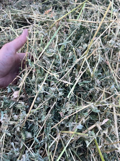 Kiskocka lucerna bála eladó