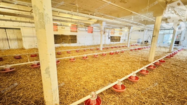 Kiskunf�legyh�z�n jelenleg is m�k�d� Baromfi nevel� telep elad�!