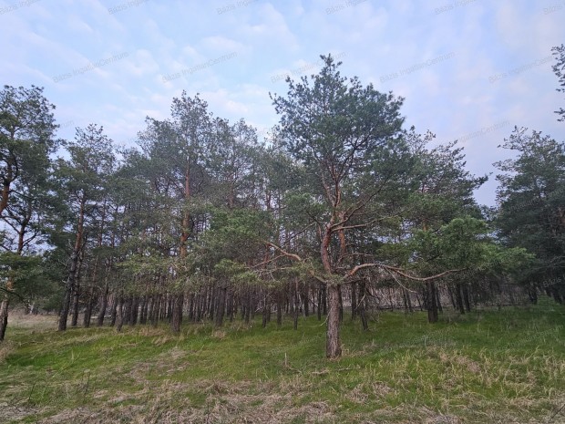 Kiskunhalas k�lter�let�n 13.9 hekt�r v�g�s�rett erd� elad�