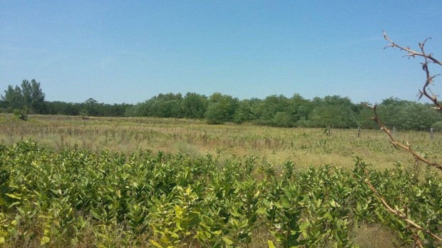 Kiskunhalason 6363 m2 z�rtkerti f�ldter�let kedvez� �ron elad�!