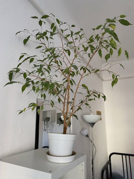 Kislevel ficus / fikusz