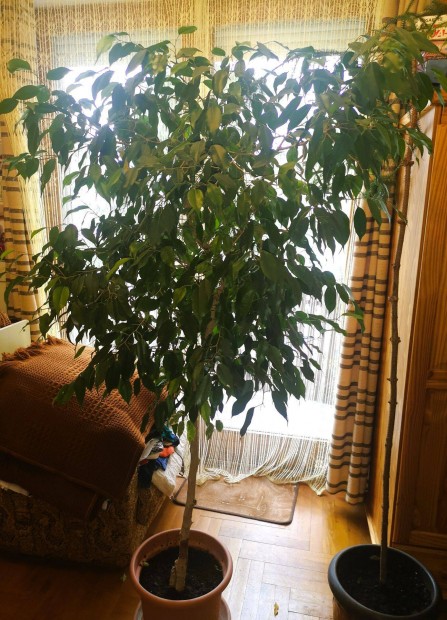 Kislevel ficus szobanvny