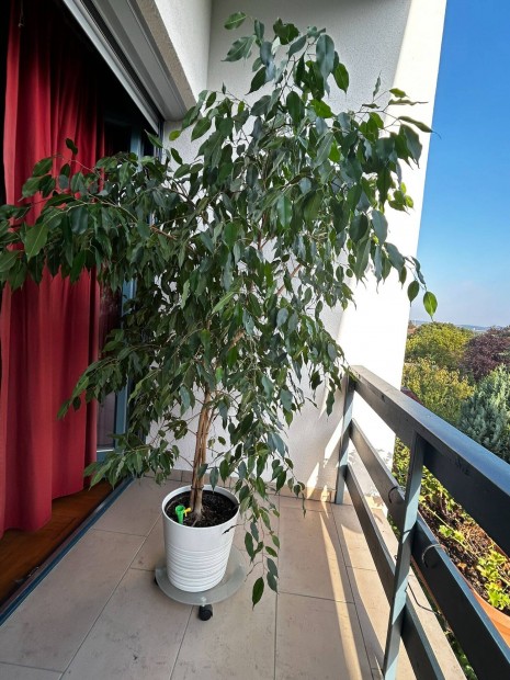 Kislevel fikusz (Ficus benjamina)