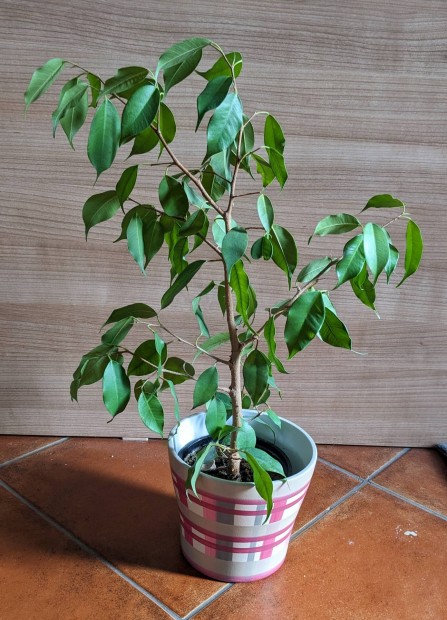 Kislevel fikusz benjamina 55 cm magas