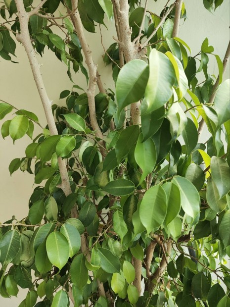 Kislevel� fikusz kb. 2 m