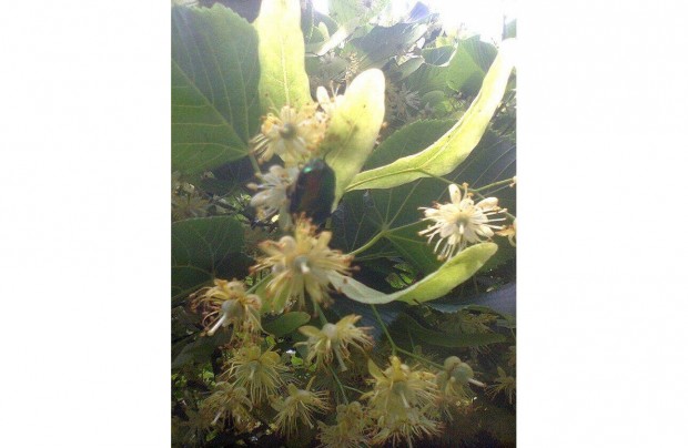 Kislevel hrs (Tilia cordata)