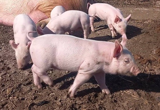 Kismalac Szolnok magyar nagyfehér - hízó, süldő