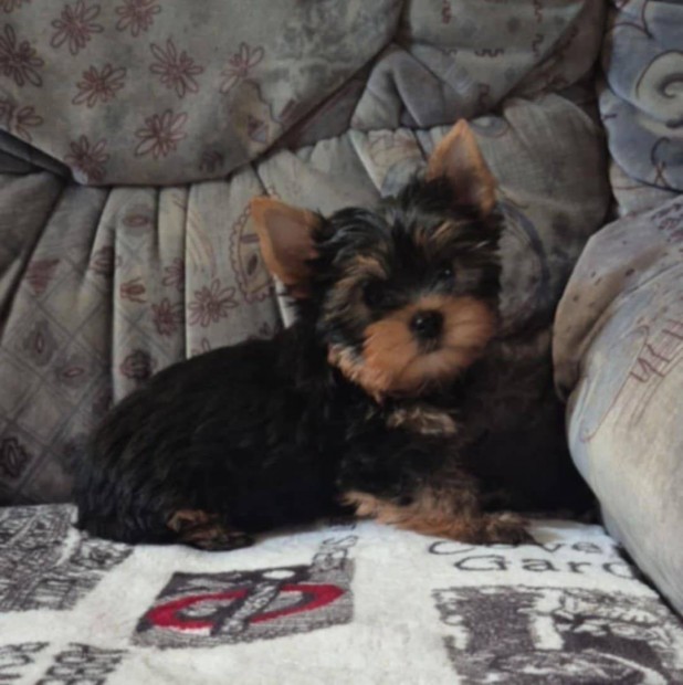 Kisméretű yorki , yorkshire terrier kisfiú !