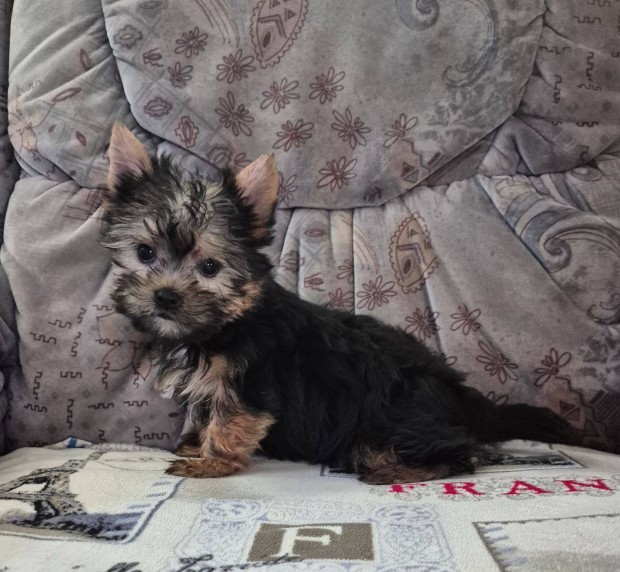 Kisméretű yorki , yorkshire terrier kislány Budapesti szállítással