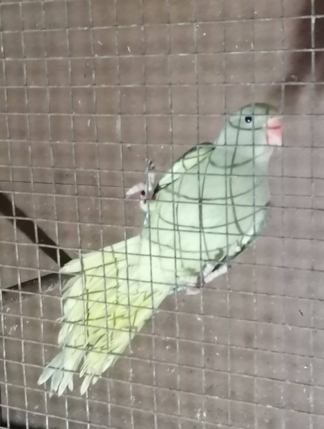 Kissndor papagj 