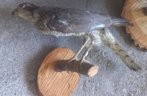 Kitmtt ragadozmadr karvaly prepartum