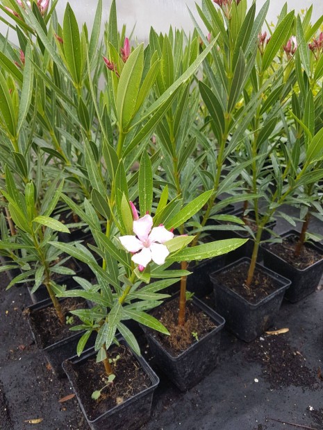 Kiültethető, fagytűrő leander (Nerium oleander) 9x9-cm konténerben