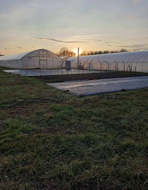 Kiv�l� adotts�g� be�p�thet� belter�let - kert�szettel