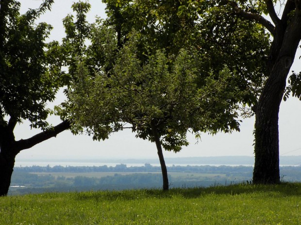 Kiv�l� �r-�rtek ar�ny� telek gazdas�gi �p�lettel elad� Als�p�hokon