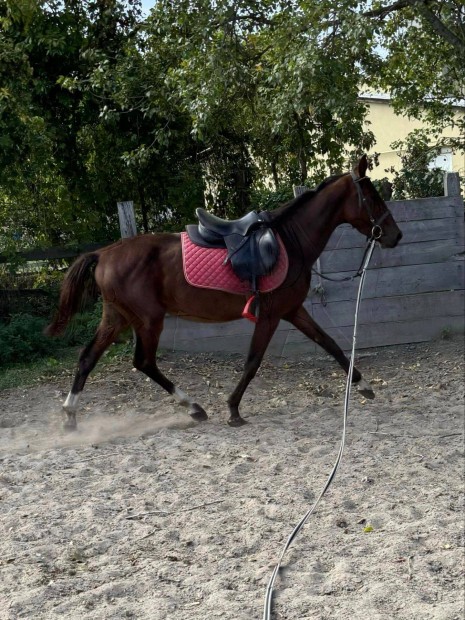 Kivl fiatal tanulkony sportl