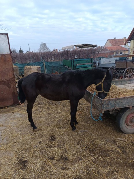 Kivl kanca csik elad