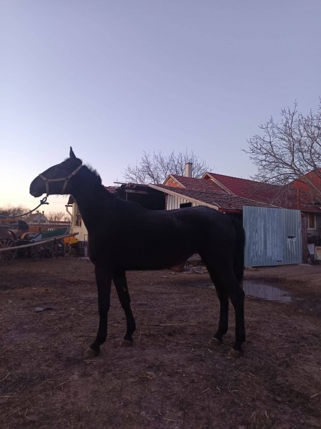 Kivl kanca csik elad