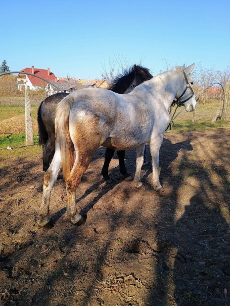 Kivl kocsis kanca l elad cserlhet