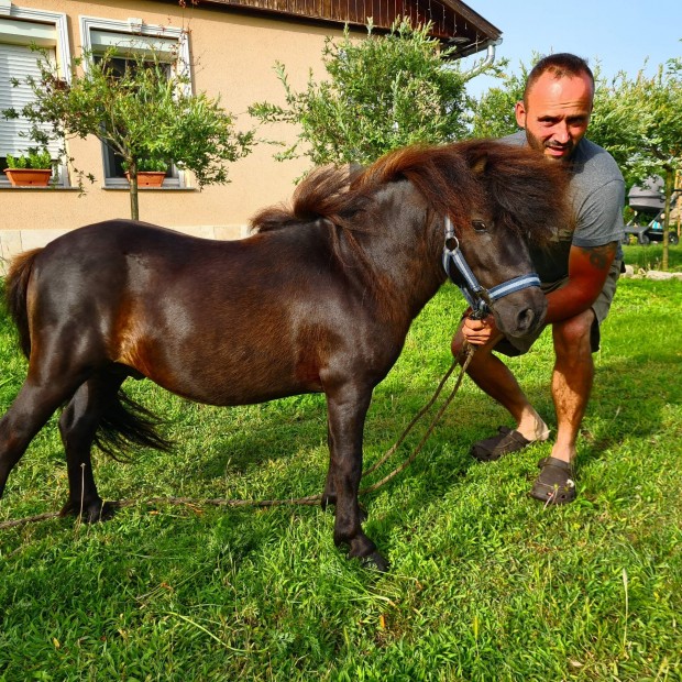 Kivl szrmazs  mini shetland pni mn elad 