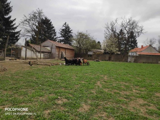 Kiv�teles befektet�si lehet�s�g T�pl�nszentkereszten