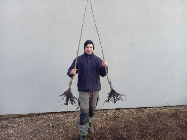 Kivi, f�ge, pek�ndi�, g�n�talma, datolyaszilva, bab�rmeggy n�v�ny