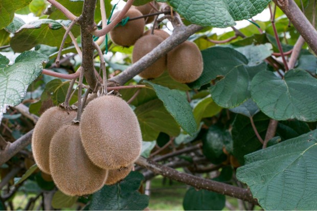 Kiwi kivi kontnerben Hayward Tomuri