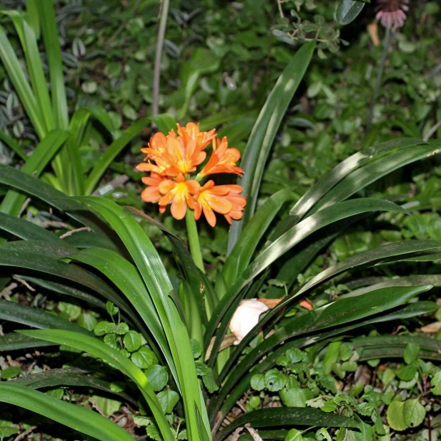 Klvia Clivia miniata Narancsliliom szobancny