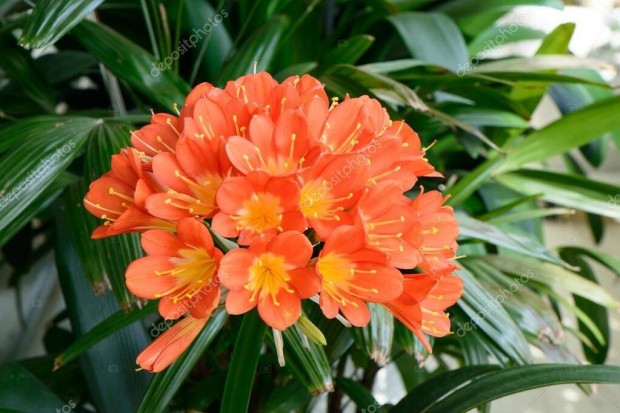 Klvia Clivia miniata Narancsliliom szobanvny